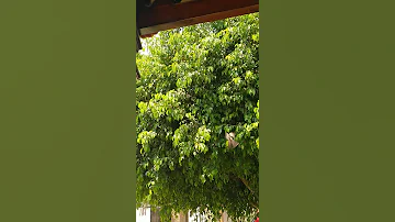 يا هل ترى يا نور يا بعيد انت بصحيح ولا انت سراب 