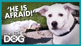 Dog's Anxiety Causes Him to Lash Out at Others | It's Me or The Dog