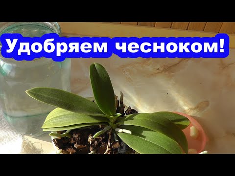 Чесночная вода для