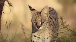 Celebrity OMG!!!!REAL leopard fight a Big Python Snake-wild life is amazing-wild cat attack for wild life Wealth