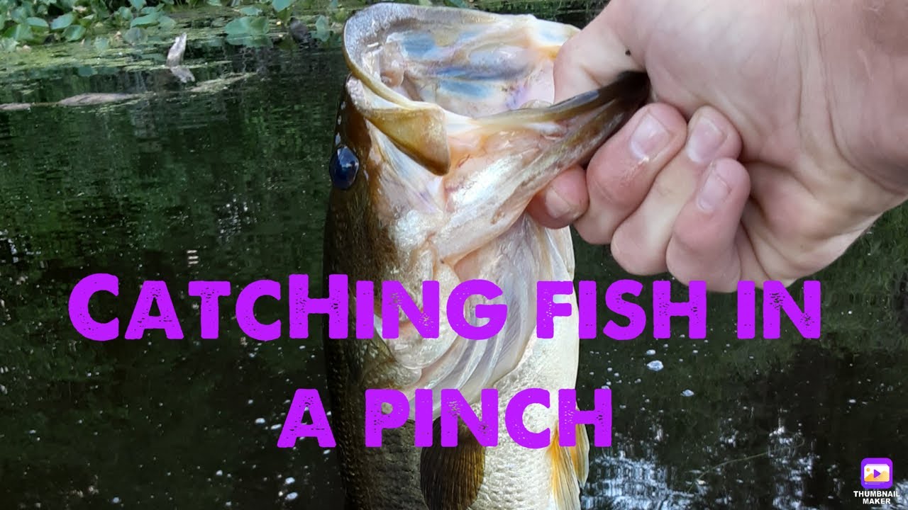 The Best Way to Catch a Fish With Limited Time YouTube