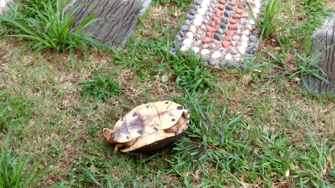 How long can a tortoise be upside down