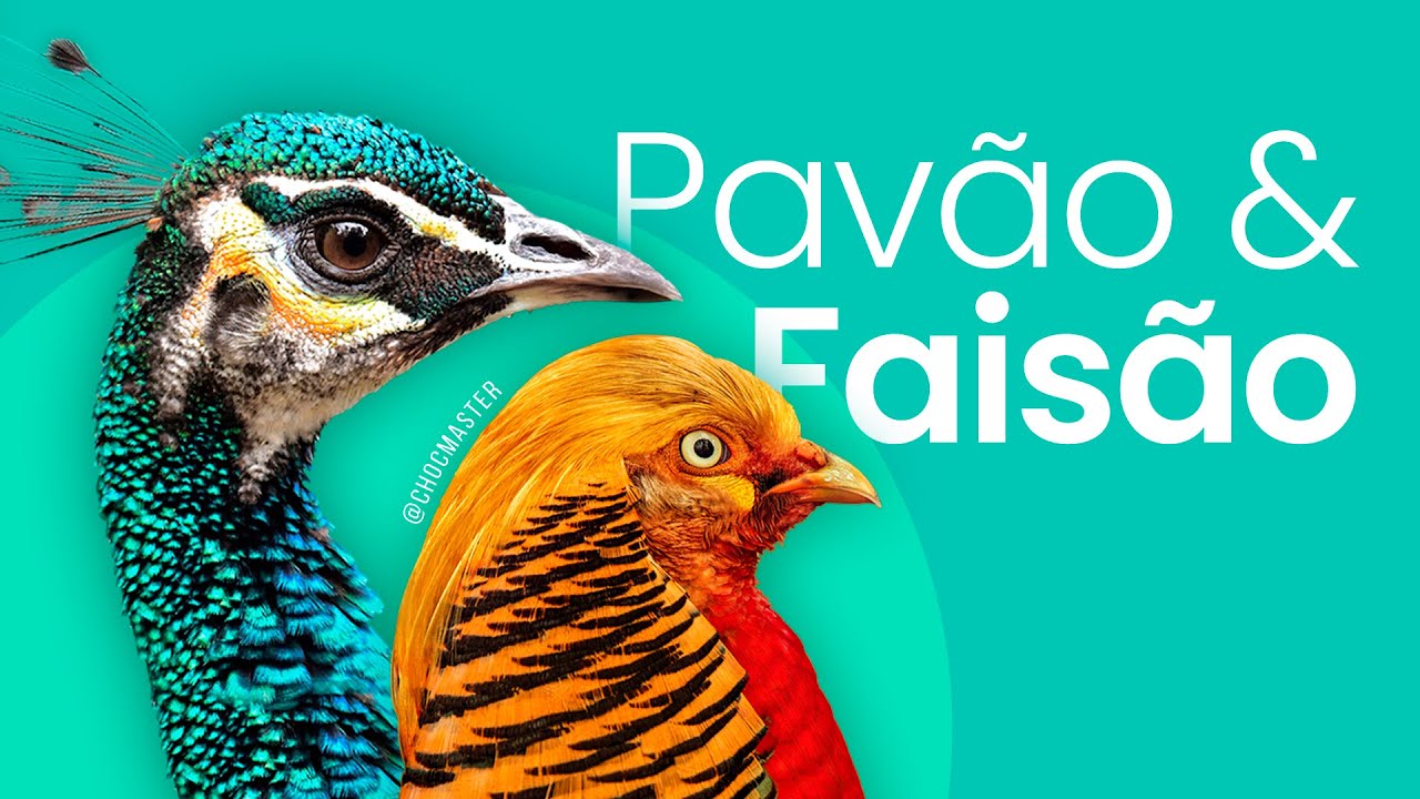 Aprenda tudo sobre a criação de pavão e faisão