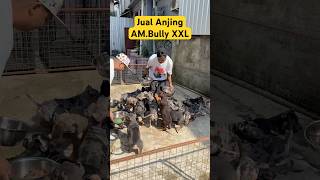 Jual Anjing Raksasa Xxl