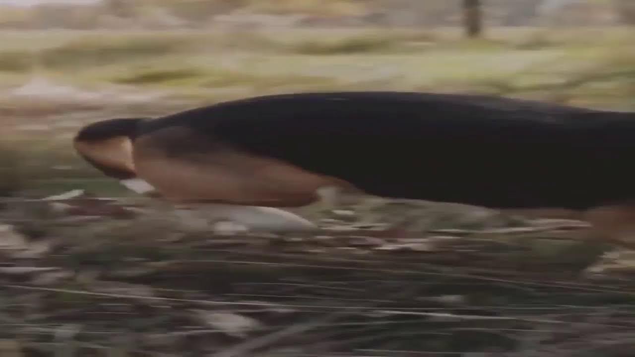 Beagle Dog Explained, Price, Training, Care, Temperament & Fun Facts | Pets Army