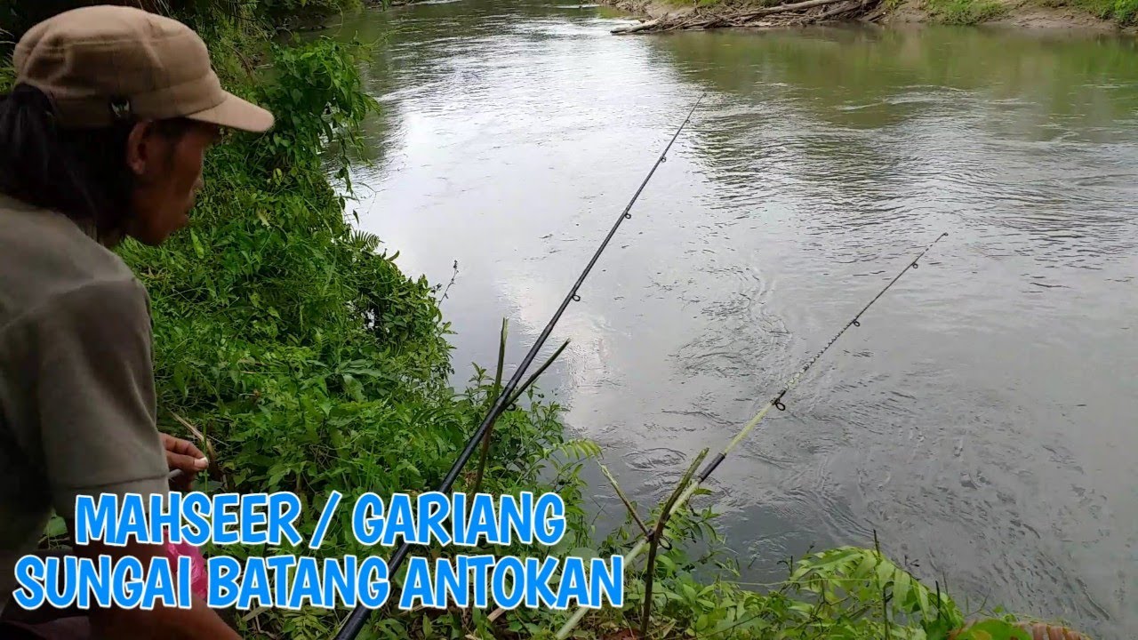 MANCING MAHSEER / GARIANG DI SUNGAI BATANG ANTOKAN || BUMI MINANG CHANNEL