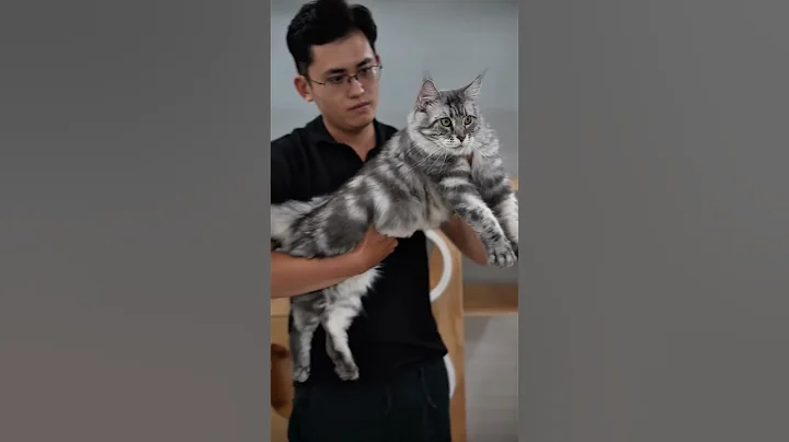 Video 11418681: mainecooncat mainecoons cat, mainecooncat cat pet, mainecoon cat pets cute, pretty pets