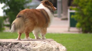 Woman outraged over pets defecating at Brickell Point