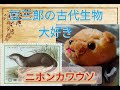 #豆三郎の古代生物大好き #ニホンカワウソ