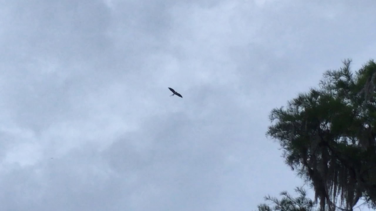 Swallow-Tailed Kite - Florida - May 2020 