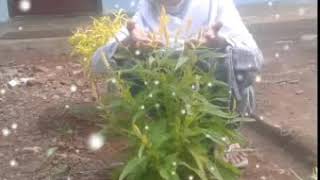 Cewek Itu Pakek Jilbab Terus Ngaji Bukanya Buka Aplikasi Trus Goyang Jari