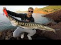SPINNING INSHORE - Barracuda 5,5kg