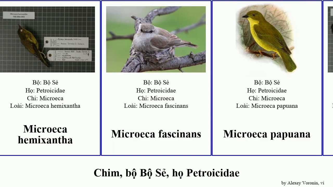 Chim, bộ Bộ Sẻ, họ Petroicidae petroica microeca poecilodryas bird multicolor australis georgiana