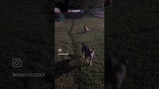 INVY LEARNING PACK OBEDIENCE 🧺#puppy #dogshorts #americanbully #fyp #bullybreed #trending #training