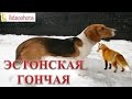 Эстонская гончая! Videoohota