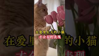 猫咪🐱在主人的爱里长大才会有的几个表现！ #pets #寵物日常 #萌寵 #照顾猫咪 #cat #貓咪日常 #萌宠  #猫咪行为 #新手养猫 #cute