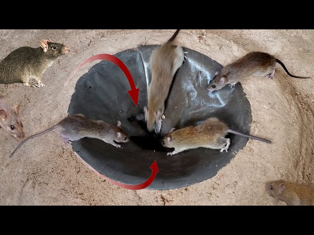 How to Build a Cheap Rat & Mouse Bucket Trap - BroBryceGardens - video  Dailymotion