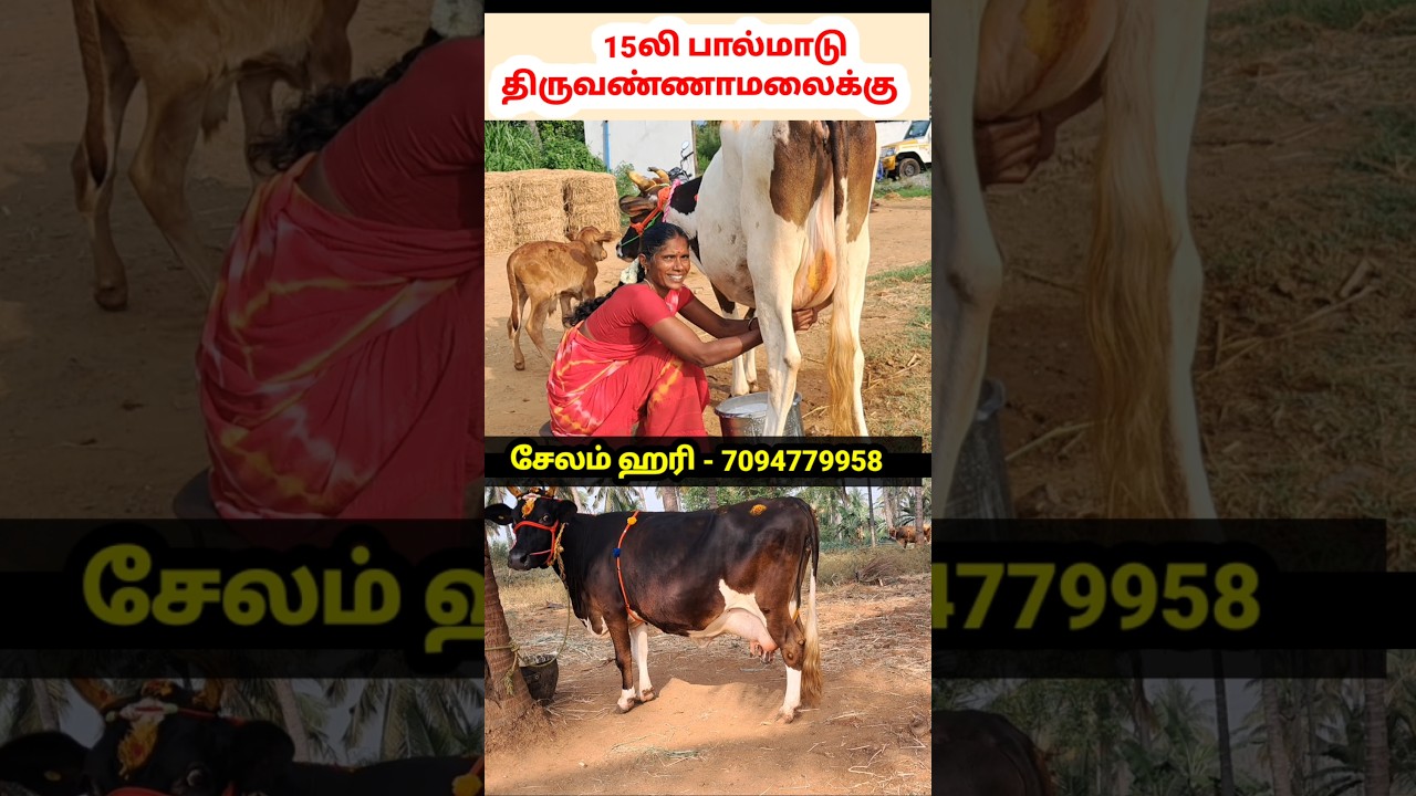 பால் கறந்து செக் பண்ணி மாடு வாங்குறேன் #cow #பால்மாடு #பசுமாடு #cowsale #cowfarm #hfcow #jerseycows