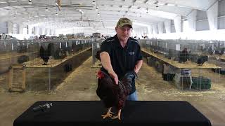 Buckeye (Large Fowl)