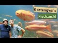 Rundgang durch Gysi´s einzigartige Fischzucht 😍 Forellen, Jungfische, Unterwasser-Aufnahmen, uvm.! 🐟