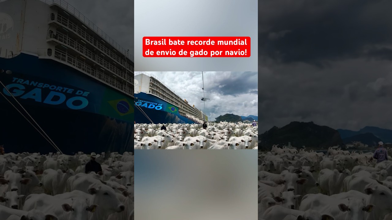 BRASIL BATE RECORDE MUNDIAL DE ENVIO DE GADO POR NAVIO