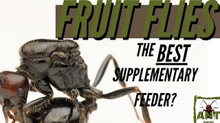 FRUIT FLIES FOR YOUR ANTS?