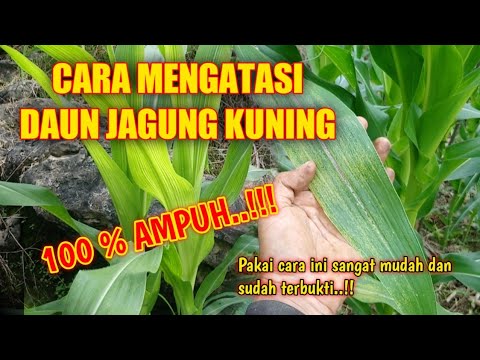 Video: Tanaman Jagung Saya Menguning - Tips Mengobati Tanaman Jagung Menguning