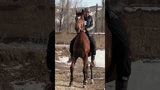 #InstantSuccess #HorseLovers #YiliHorses #HorseLovers
