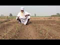 Wheat on Beds- ਬੈੱਡਾਂ ‘ਤੇ ਕਣਕ