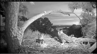 Someone else interfered with the communication of a pair of large owls/В общение сов вмешался третий