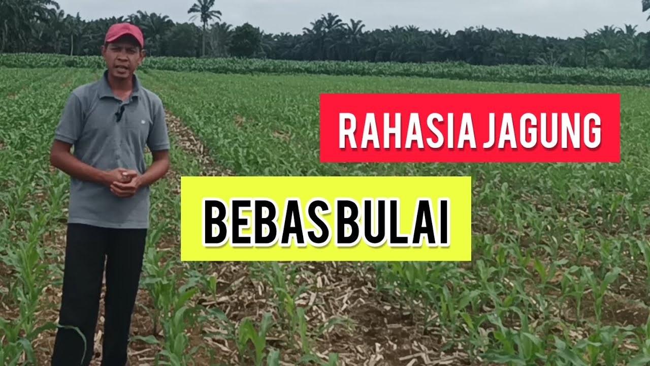 5 Tips Jagung terhindar dari Bulai