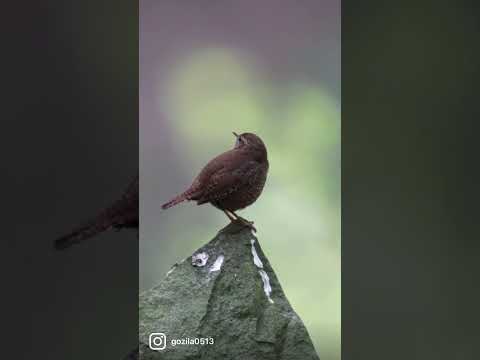 渓谷に気高く響き渡る ミソサザイさんの囀り