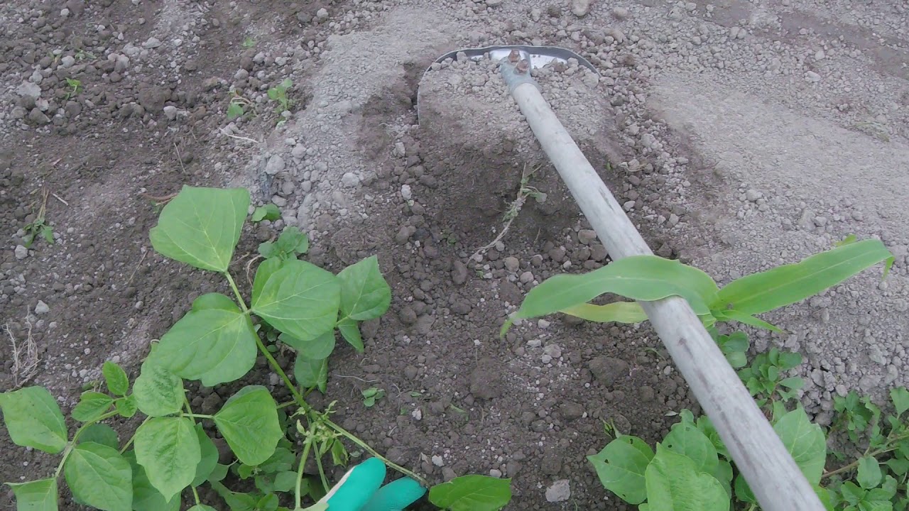 小豆の栽培ガイド 種まきの方法や収穫時期など 失敗しない育て方のコツを大公開 暮らし の