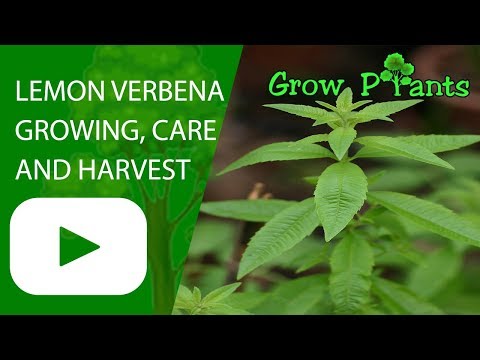 Lemon verbena - growing, care and harvest