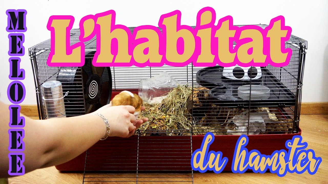 Mon Hamster Ronge Les Barreaux De Sa Cage