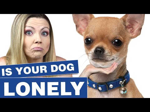 Does my dog need a companion dog? | Sweetie Pie Pets