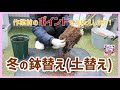 【鉢バラ植替え】冬の植替え(土替え)、ポイントと共にお伝えします！