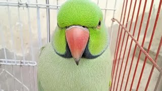 Ringneck Talking Parrot with Natural voices