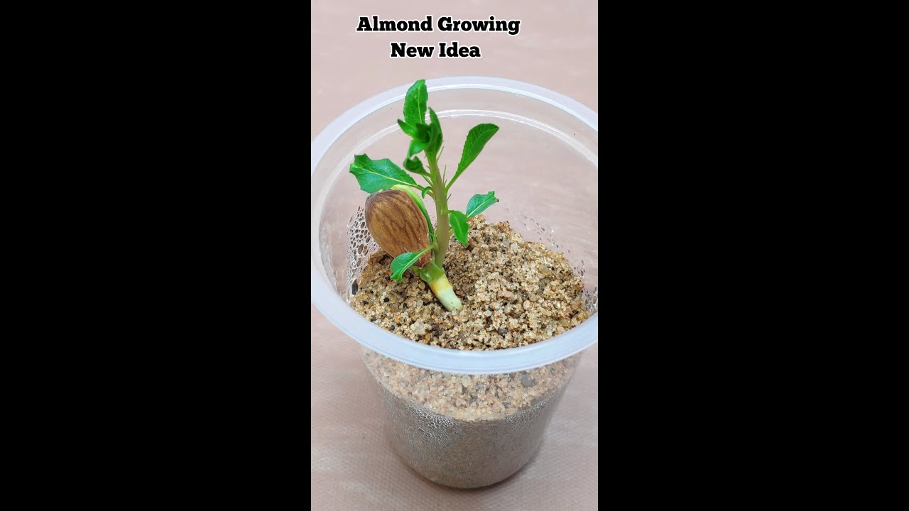 Almond Plant Growing#shorts