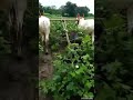 Jodi Bailachi khillari........