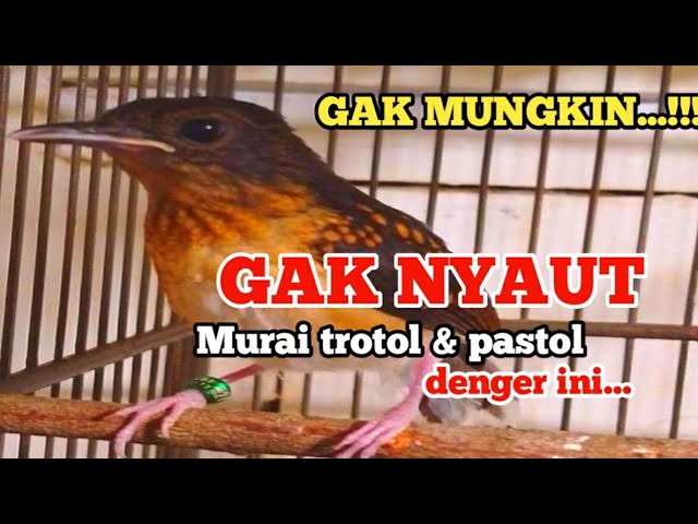 1 MENIT....!! Pancingan murai trotol dan pastol agar BUNYI GACOR buat murai trotol belajar bunyi class=