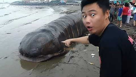 Stranded Deep Sea Creature Series - 8 🐙 🦑 🦐 🦀 #fishingexploration #deepseafishing