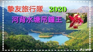 河背水塘吊鐘王~摯友旅行隊2020 河背水塘吊鐘王~摯友旅行隊2020