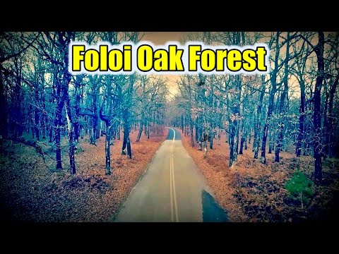 Δρυοδάσος Φολόης - Foloi Oak Forest (Mr Sandman edition)