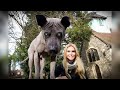 THE THAI RIDGEBACK - FIERCE GUARD DOG? ไทยหลังอาน の動画、YouTube動画。