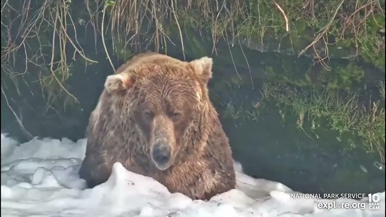 Katmai King 480 Otis with his Golden Hue YouTube