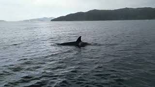 Picton Island Mail Run