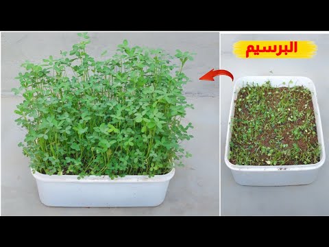 فيديو: زراعة البرسيم: كيف ينمو البرسيم