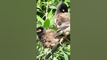 Three Common Myna