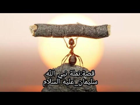 قصة نمل نبي الله سليمان عليه السلام للاطفال احفظ معنا